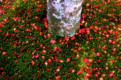 A maple on the moss