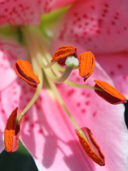 TEST_PHOTO_EF70-200ｍｍ ｆ2.8L ISⅡUSM＿2