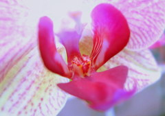 The eroticism of the flowerⅤ