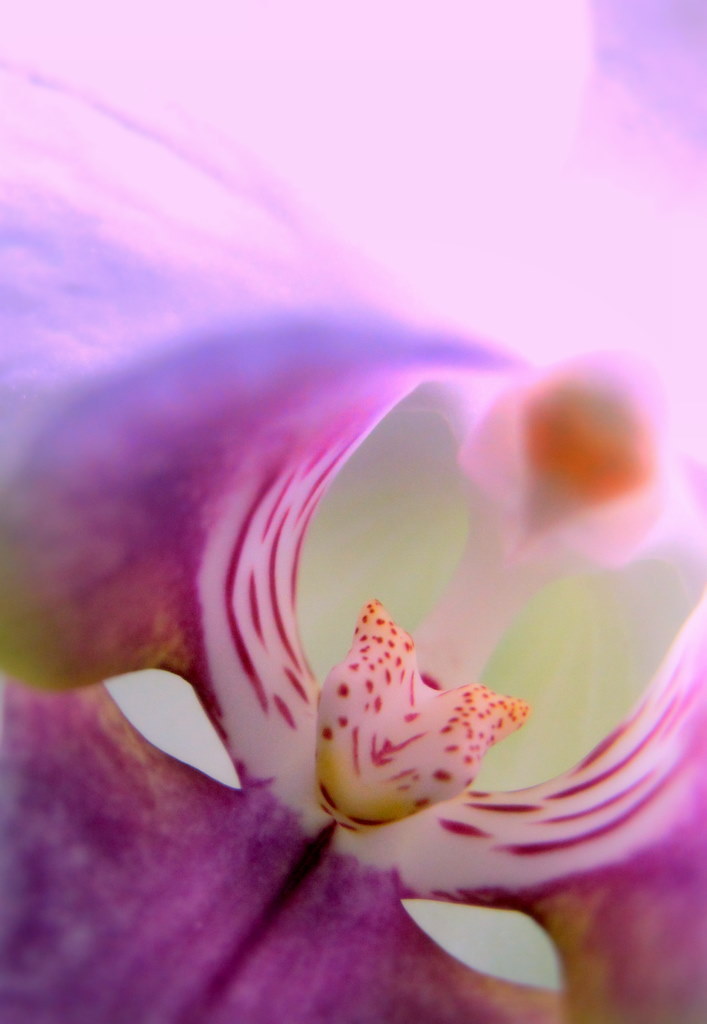 The eroticism of the flowerⅠ