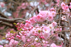枝垂れ