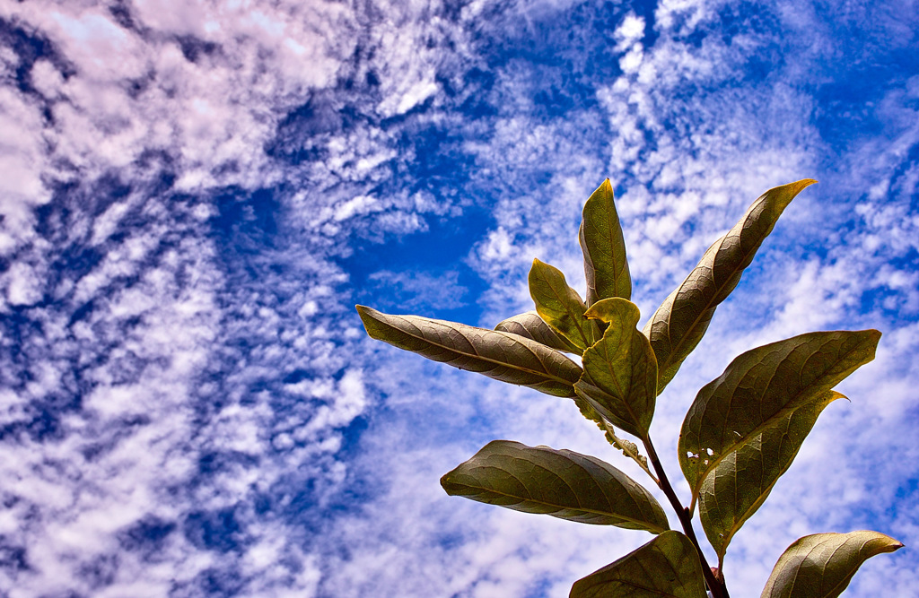 growth