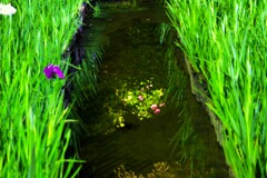 雨上がる_8