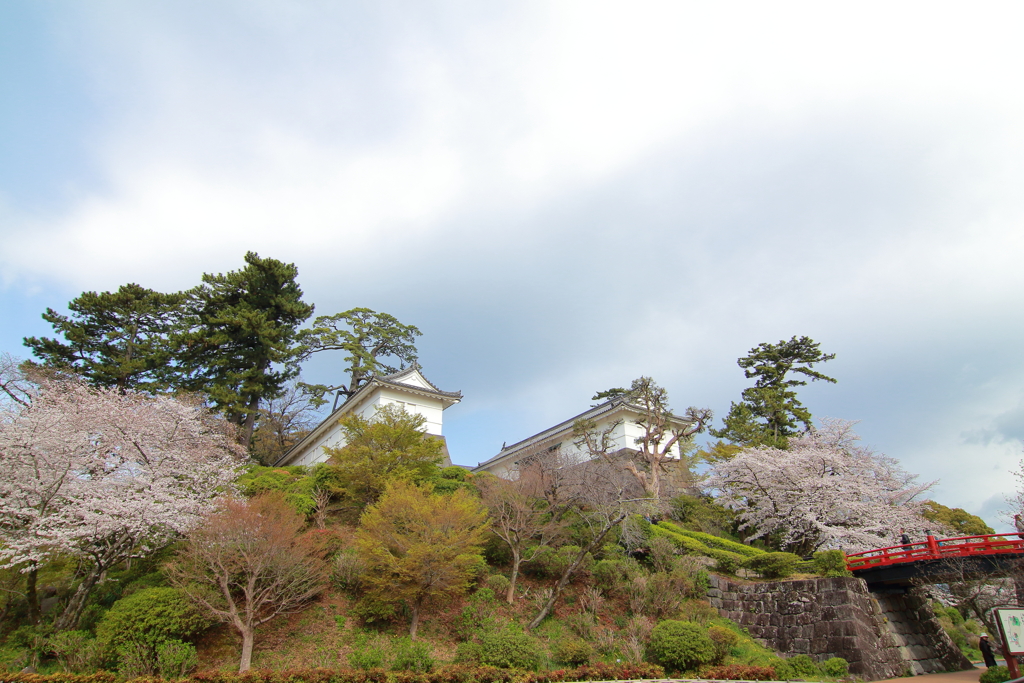小田原城の桜_５