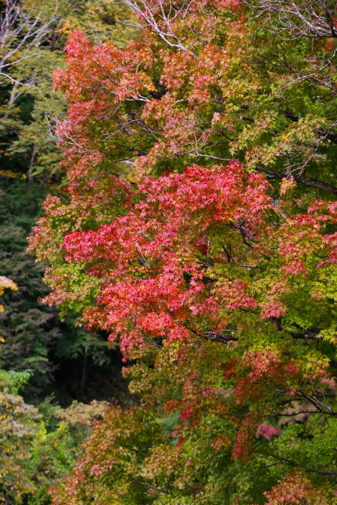 2025紅葉_小山