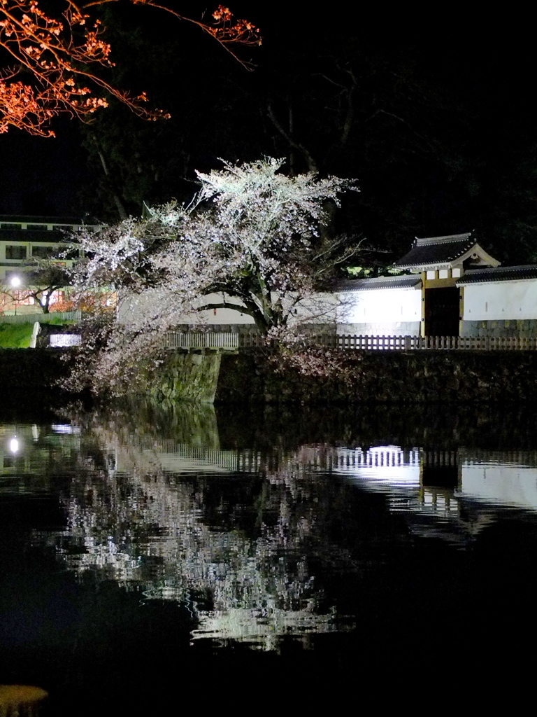 小田原城_夜桜