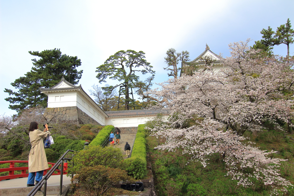 小田原城の桜_４
