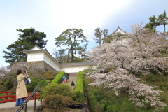 小田原城の桜_４