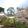 小田原城の桜_４