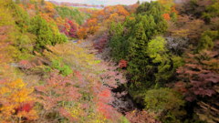 The colored leaves of the late fall