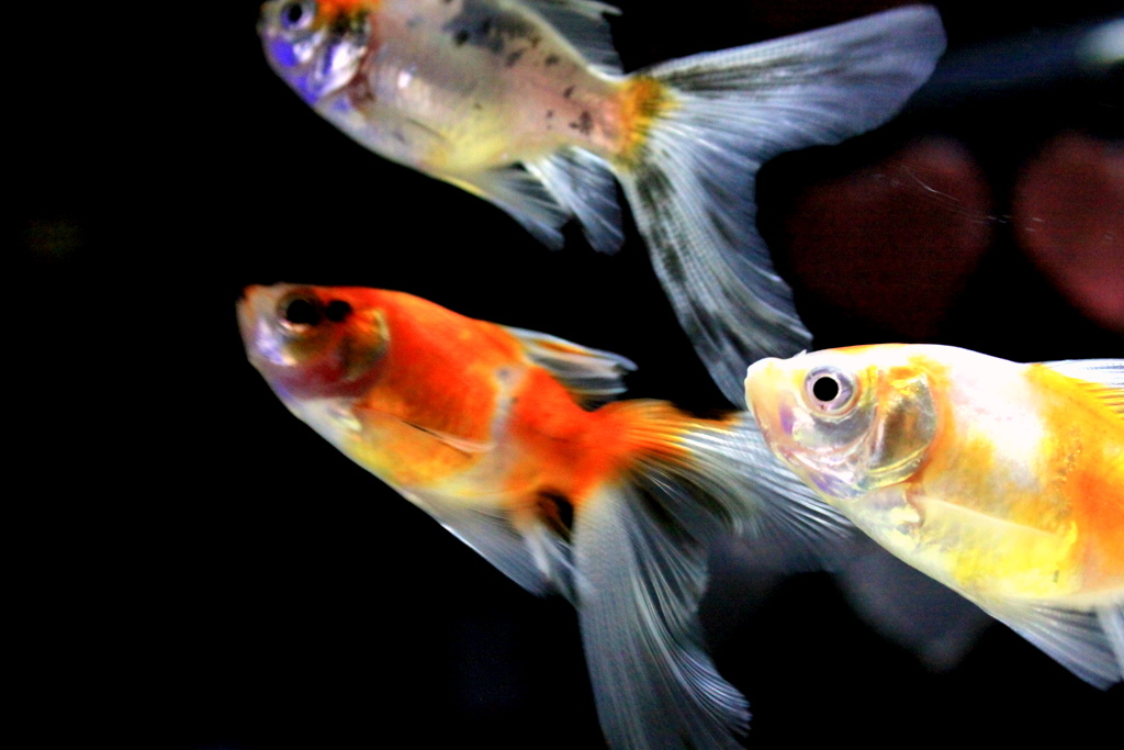 A tail of the heartⅢ