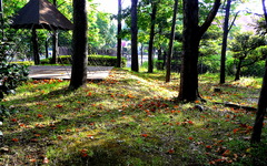 Sunshine filtering through foliage
