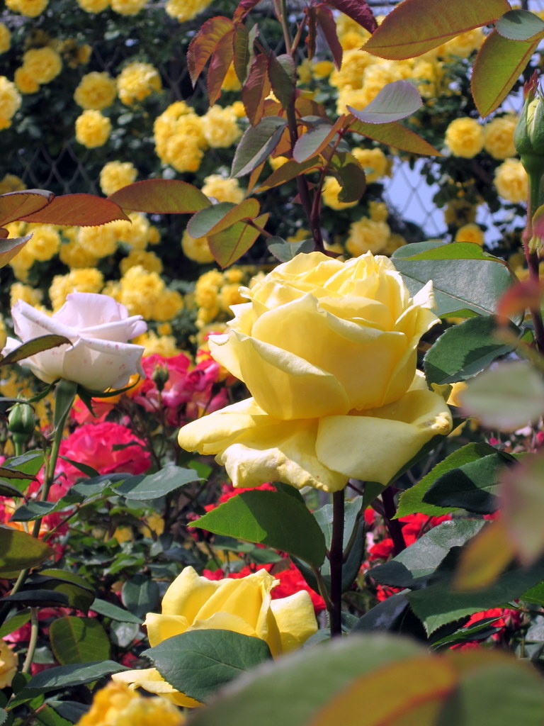 ROSE5