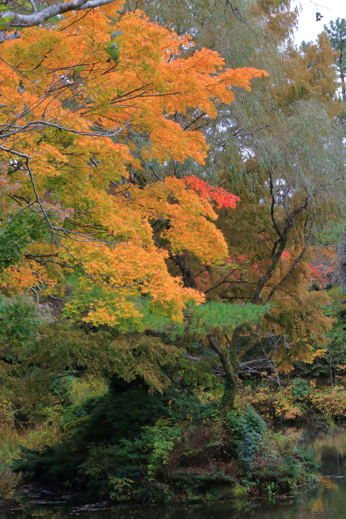 2025/11/12_箱根仙石原2_10