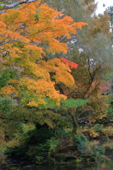 2025/11/12_箱根仙石原2_10