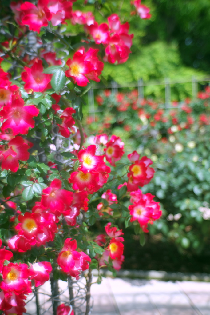 薔薇