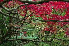 2018箱根紅葉_塔ノ沢