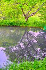 箱根湿生花園