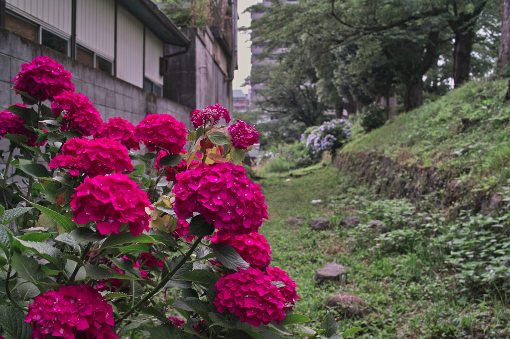 小田原城_紫陽花