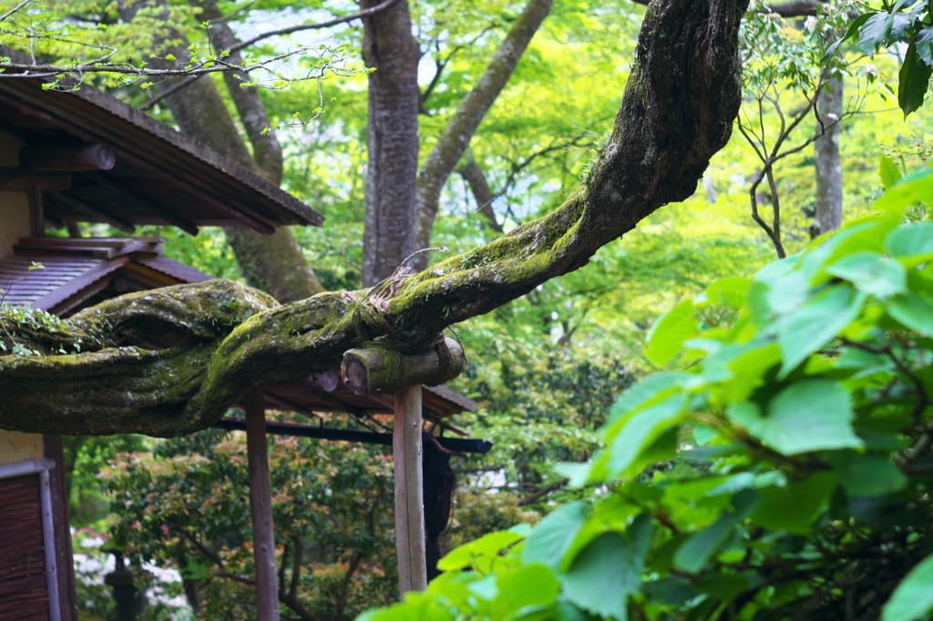 強羅公園_白雲洞