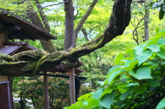 強羅公園_白雲洞