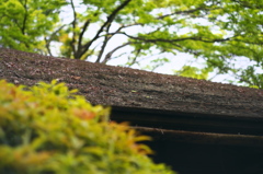 強羅公園_白雲洞