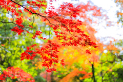 2025_湯河原_万葉公園5