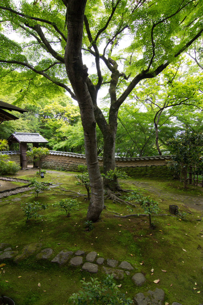 初夏の匂い