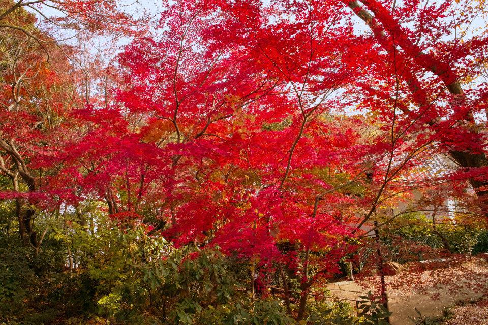 本年最終の紅葉狩り