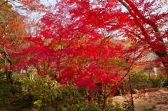 本年最終の紅葉狩り