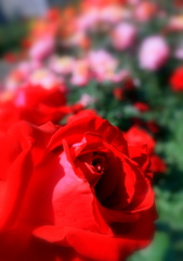 Red rose