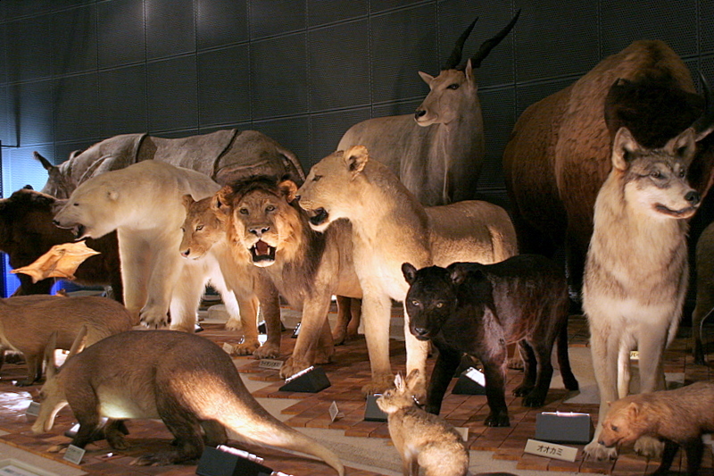 The stuffed animals of the museum