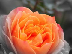 In a rosary_5 fragrant