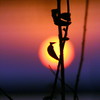 A sunrise2