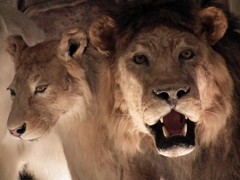 A sad stuffed animal_2