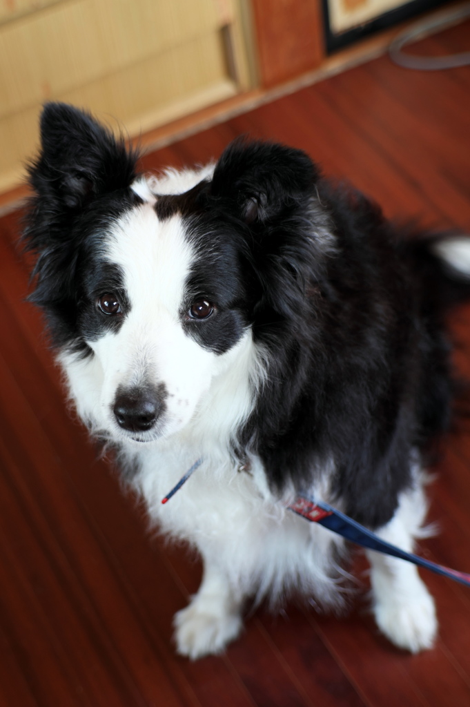 愛犬でテスト撮影