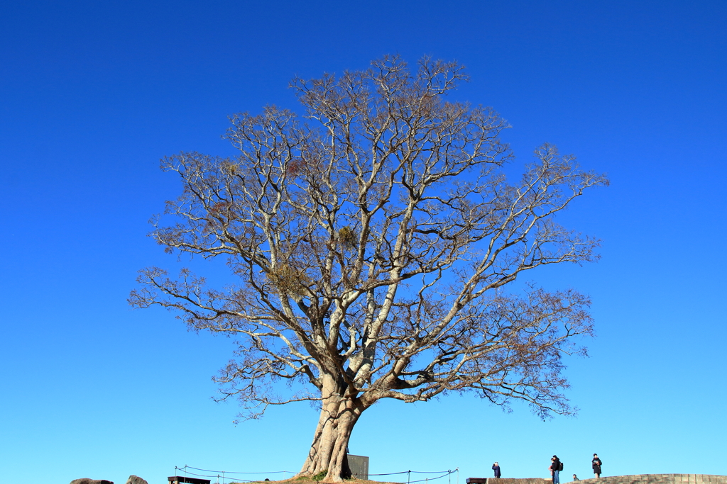 20250103初詣＿吾妻山