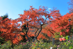 2025_強羅_箱根美術館２