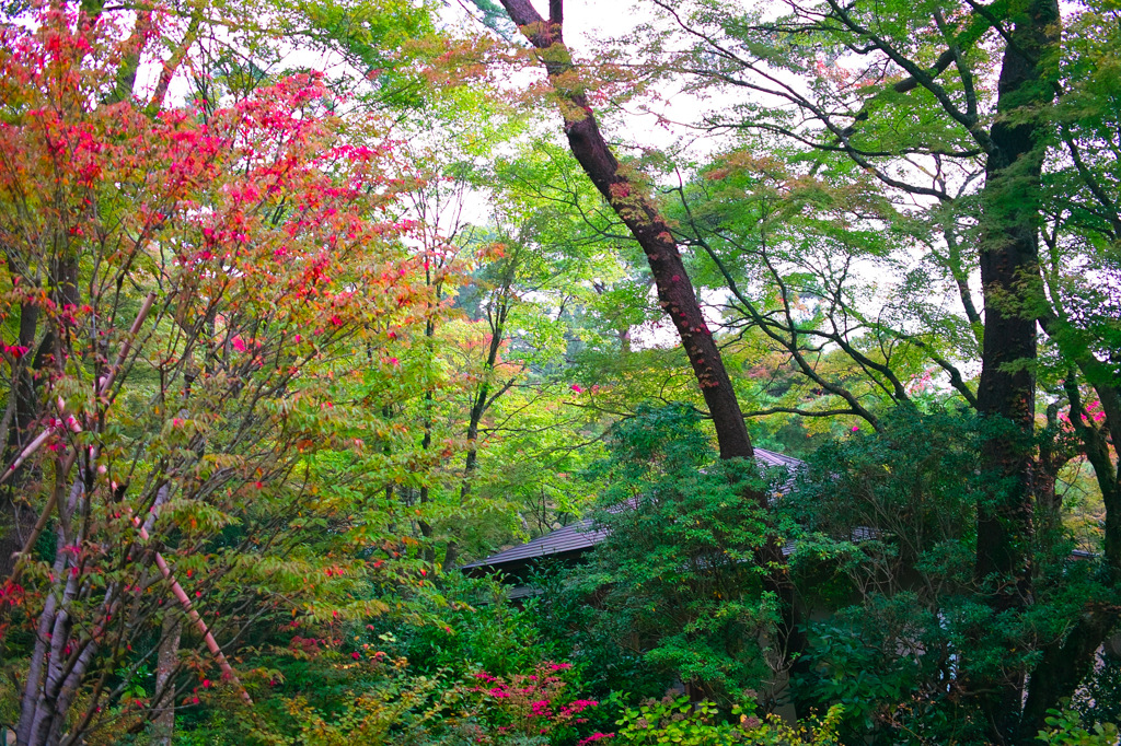 岡田美術館_開化亭