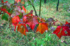箱根２０１４紅葉
