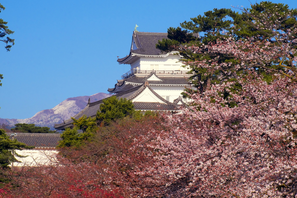 雪の残る箱根と小田原城の桜