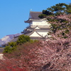 雪の残る箱根と小田原城の桜