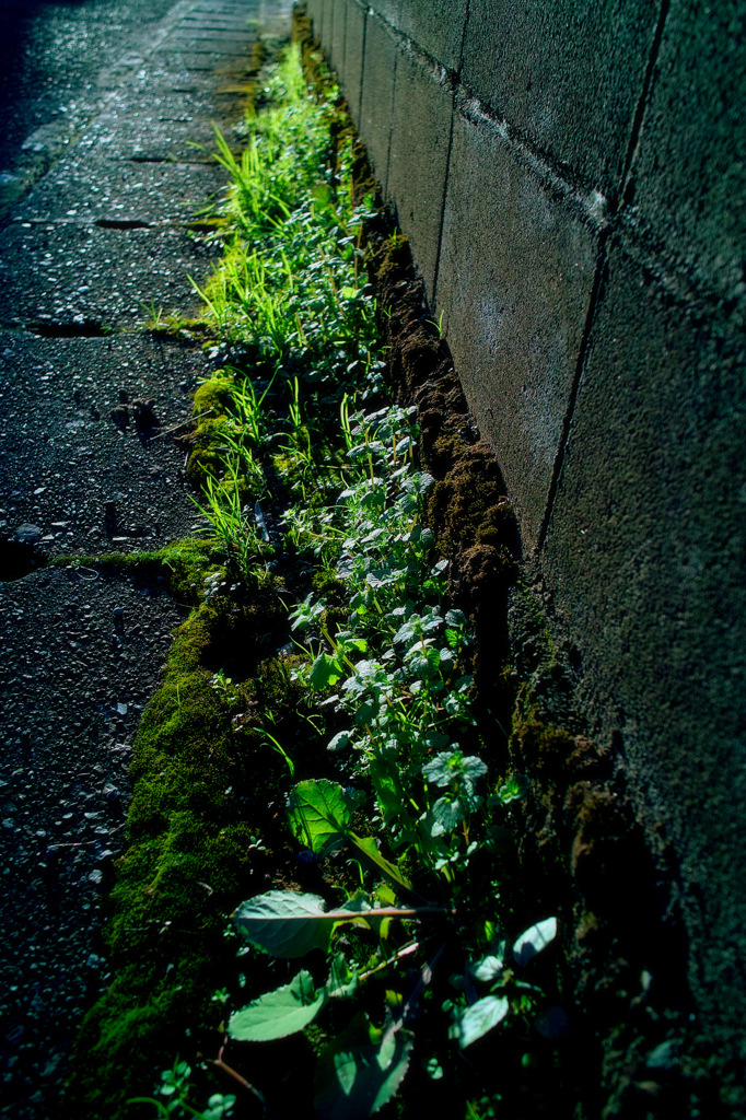 SDIM0019