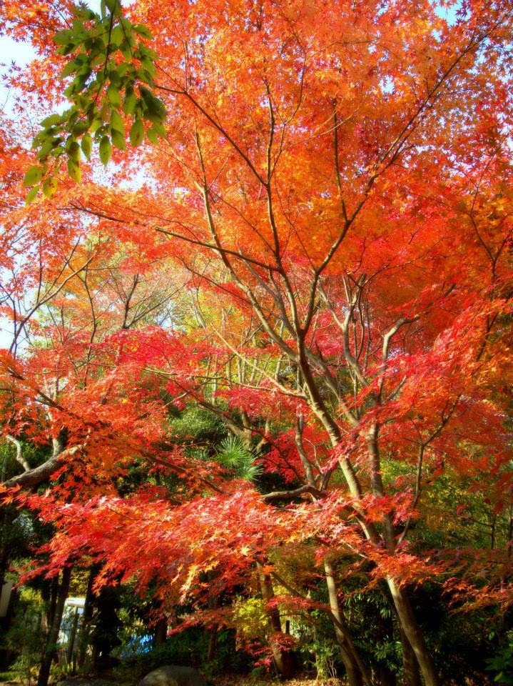 紅葉対決