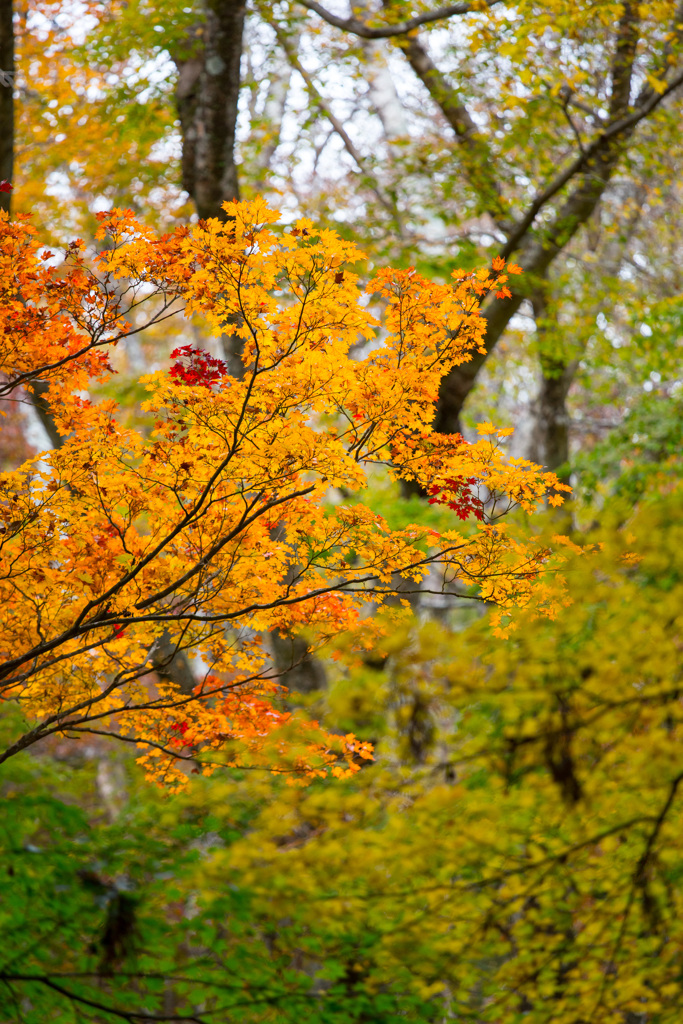 2025/11/12_仙石原の紅葉７