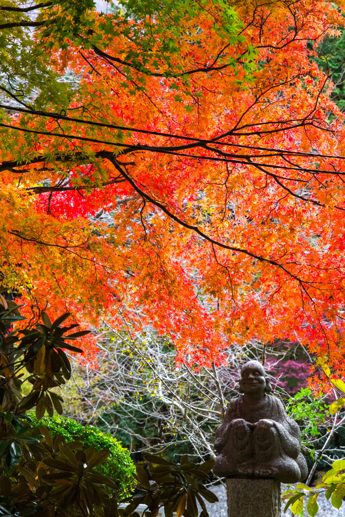 2025/11/12_箱根仙石原2_12