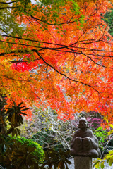 2025/11/12_箱根仙石原2_12