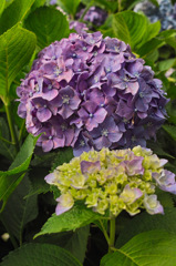 小田原城_紫陽花