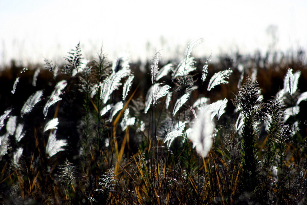 Grass of the glass