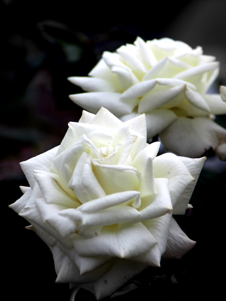 In a rosary_4 Black and white